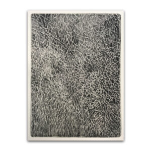 foglia/Leaf